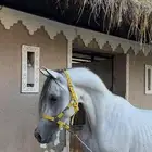 حصان واهو