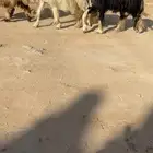 شياه نجد نوادر