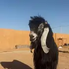 فحل عارضي حار و صنف و معرف