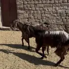 جفار قبرصيات صنف