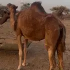 ناقتين لقاح