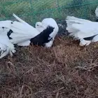 جوال وحمام