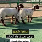 جذعان صنف