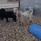 تيس ثني
