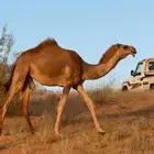 بكره للبيع