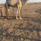 للبيع قعود حيسوني جذع اشتاء ذا
