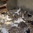 حمام منوع للبيع جمله