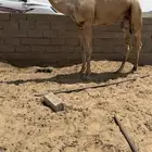 قعود جذع علا الهدب