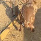 سواكني فل