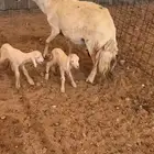 شاه حريه متوم