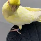 انثى كروان اليفه هدد ( تم البيع )