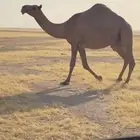 شعلا لقحه لها 7 شهور
