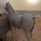حصان واهو للبيع
