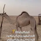 بكره اصيل فاااخخرره علا مطرب ابن سعيد