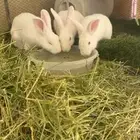 أرانب فرنسيه ذكر 2اناثي