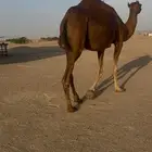 ساحليه ملاقي دهما