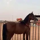 حصان شعبي شهاب العز للبيع الي يبغى الكفو يشتريه