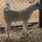مشروع فحل بيشي صنف