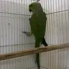 ببغاء الدره