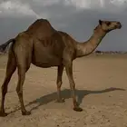 ملاقي ساحليه جرم وزين وديس
