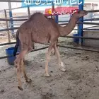 ملحمة ذبائح الحجاز-مخطط البدراني