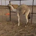 قعود