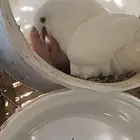 حمام فرنسي للبيع
