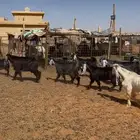 تيوس عدد25 فيه خمس جفار