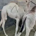 حشوان حقت مناسبات شرط و كفو في ذمتي