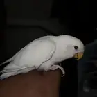 روز ألبينو عيون حمر