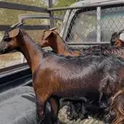 تيوس محايليه للبيع