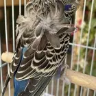 انثى بادجي بلاك فيس