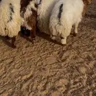 طليان نعيم