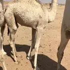 قعدان طيبه وفرصه تربيه حليب