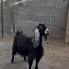 عنز للبيع