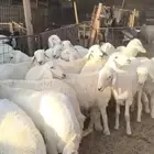 حري فاخر