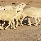 رخال حريات صنف(تم البيع)