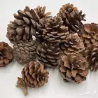 بذور صنوبر زينة للاحواض
