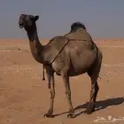 عشراء صفرا تحتها بكره