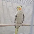 جوز كوكتيل للبيع