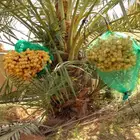 بيع نخل مثمر نقايل جثايث اخلاص سكري برحي صقعي شيشي هلالي مجد