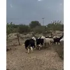 بهم نجد