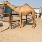 حقه بنت شاهين الحوات الاحمر