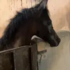 مهره شعبيه