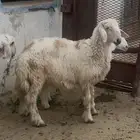 خروف جذع كفو