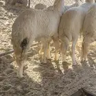 طليان اعياد جبر تم البيع