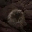 قطه مفقوده