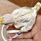 كروان غر كريمي فيس عشاق التميز