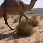 لقحه شعلا