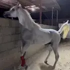 خيل بيور مصري (أوراق)